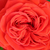 Vörös - Törpe - mini rózsa - Chica Flower Circus®